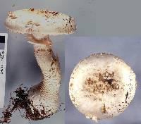 Amanita pareparina image