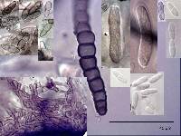 Wentiomyces melioloides image