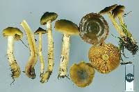 Dermocybe alienata image