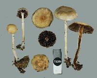 Psilocybe merdaria image