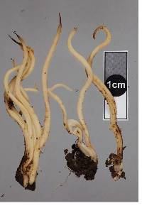 Clavulina subrugosa image