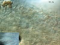 Pleurocollybia cremea image
