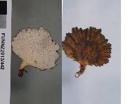 Polyporus nigrocristatus image