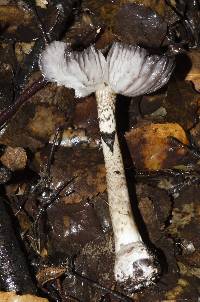 Amanita nigrescens image