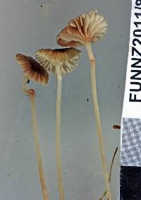 Mycena helminthobasis image