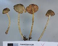 Entoloma nothofagi image