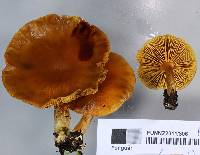 Gymnopilus penetrans image