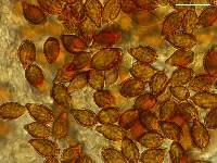 Descomyces albus image