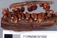 Crepidotus fuscus image