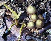 Simocybe phlebophora image