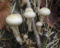 Pholiota terrestris image