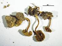 Inocybe mendica image