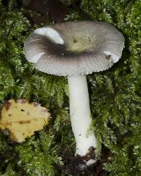 Russula roseopileata image