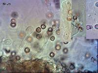 Crepidotus fuscus image