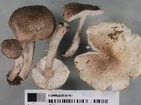 Tricholoma scalpturatum image