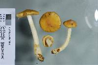 Cortinarius peraureus image