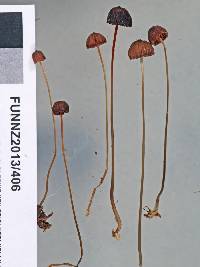 Mycena cystidiosa image