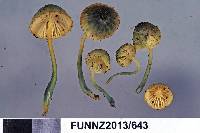 Mycena flavovirens image