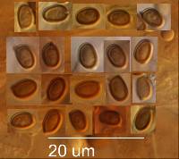 Agaricus viridopurpurascens image