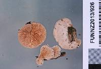 Crepidotus albolanatus image