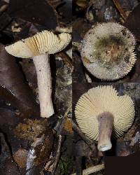 Russula roseostipitata image