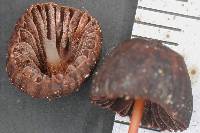 Mycena cystidiosa image