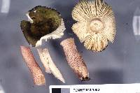 Russula macrocystidiata image