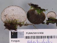 Hohenbuehelia parsonsiae image
