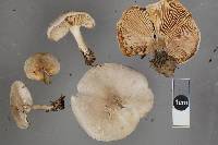 Melanoleuca exscissa var. exscissa image
