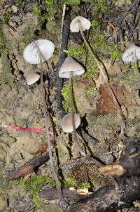 Mycena filopes image