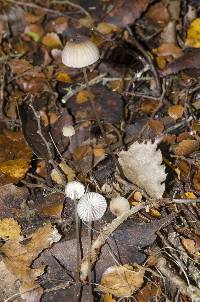 Mycena cystidiosa image