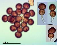 Tranzschelia discolor image