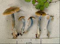 Cortinarius viscostriatus image