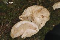 Campanella tristis image