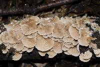Crepidotus gilvidus image