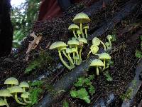 Mycena flavovirens image