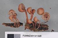 Mycena parsonsii image