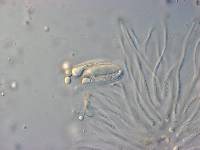 Orbiliopsis callistea image