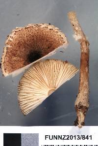 Lepiota thrombophora image