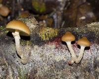 Galerina patagonica image