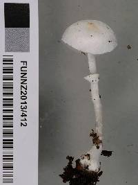 Leucoagaricus serenus image