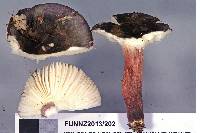 Russula macrocystidiata image