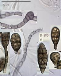 Alternaria alternata image