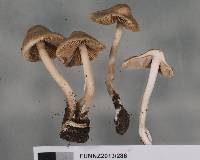 Inocybe sindonia image