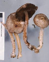 Agaricus viridopurpurascens image