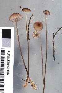 Mycena cystidiosa image