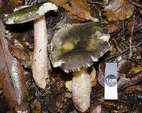 Russula macrocystidiata image