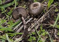 Entoloma crinitum image