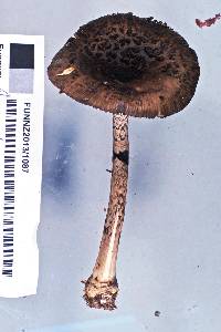 Amanita nigrescens image