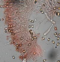Austropaxillus macnabbii image